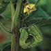 Organic Giant Groundcherry - 100 Seeds
