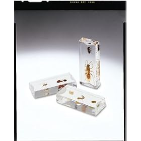 Nature Blocks by Learning Resources
