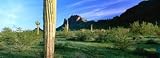Saguaro Cactus in a State Park, Picacho Peak State Park, Arizona, USA Photographic Poster Print by Panoramic Images, 24x8