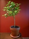 4-5 Year Old Keylime Tree in Grower's Pot, 5 Year Warranty