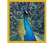 Peacock Fridge Magnet