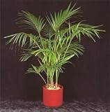 3-4' Potted Kentia Palm