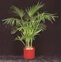 5-6' Potted Kentia Palm