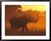 African Elephant in Dust at Sunset, Trunk Raised in Alarm, Southern Africa Framed Art Poster Print by Mark Hamblin, 39x31