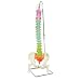 3B Scientific A58/9 Human Didactic Flexible Spine Model with Femur Heads, 32.3'' Height