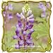 Arroyo Lupine (Lupinus succulentus) Jumbo Wildflower Seed Packet (100)