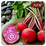 100% Certified Organic: Chioggia Beet Seeds - B002AN5CPI
