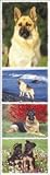 Top Dog German Shepherd