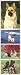 Top Dog German Shepherd