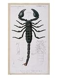 African Scorpion Art Giclee Poster Print by Francois Le Vaillant, 12x16