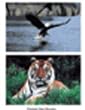 WILD ANIMAL POSTER SET SET OF 10