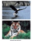 Stages Learning Materials