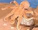 Giant Octopus 36