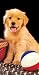 GOLDEN RETRIEVER DOGS Bath or BEACH TOWEL New Gift!