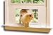 Kitchen & Housewares : Cat Veranda by PetSafe