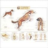 Canine Skeletal System Anatomical Chart