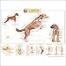 Canine Skeletal System Anatomical Chart