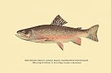 Brook Trout (Showing Brilliant or Breeding Season Coloration) Art Poster PRINT George Sheringham 18x12