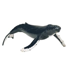 Monterey Bay Collection- Humpback Whale by Safari