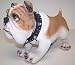 Resin BullDog with Nodding Head 10.25in x 5in x 6in