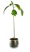 Avocado Plant /isolated/ - Houseplant - 24