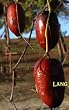 Jujube "Lang" Five Gallon Tree