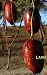 Jujube "Lang" Five Gallon Tree