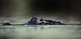 Alligator Eyes Rear Window Graphic 18 x 52