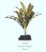 Curly Crispus Aquarium Plant, Small