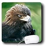 Birds - Golden Eagle - Mouse Pads