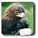 Birds - Golden Eagle - Mouse Pads