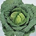 SUTTONS SEEDS: Cabbage (Savoy) Ormskirk (1) - Rearguard Seeds (400 seeds)