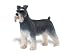 Safari: Schnauzer
