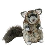 Chinchilla 7