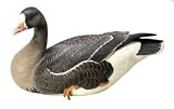 Decoy - Crow Spring Collection White Front Goose, Preening