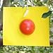 <B>Ladd Apple Maggot Fly Trap and Lure