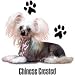 Chinese Crested Dog Adult Sweatshirt