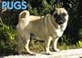 Pugs Postcard Book (For the Love of)