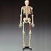 Anatomical Chart Co. Painted & Numbered Budget BuckyTM Skeleton Item #: CH168