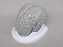 Human Brain Model (Plastic, Dissectible)