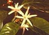Kona Coffee Bean 10 Tree Seeds - Coffea - Gourmet!