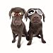 31EVMePJ5aL. SL75  Doggles ILS Goggles Metallic Black Large