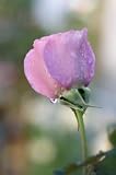 Wholesale Roses, Lavender Color, 200 Flowers, 20 Inch Stems