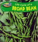 Life cycle of a broad bean