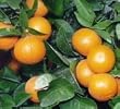 Page Mandarin Tree Semi Dwarf Five Gallon