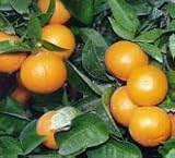 Page Mandarin Tree Semi Dwarf Five Gallon