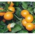 Page Mandarin Tree Semi Dwarf Five Gallon