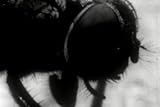 Classic House Fly Science Film DVD: 1958 Flies, Housefly and Houseflies Flying Insect and Bug Education Film