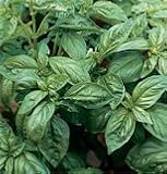 Herb Basil Genovese OG 100 Seeds per Packet