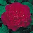 Sophy's Rose English Rose Bush Five Gallon Plant